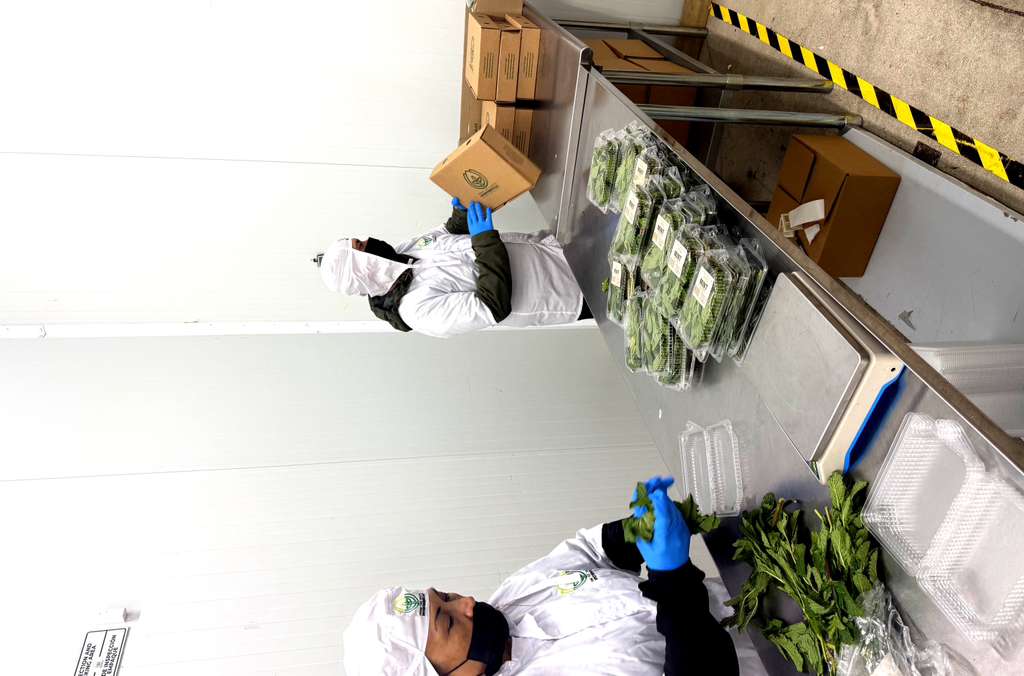 Workers in protective gear packing fresh herbs into clamshells at the Doral warehouse repacking station.