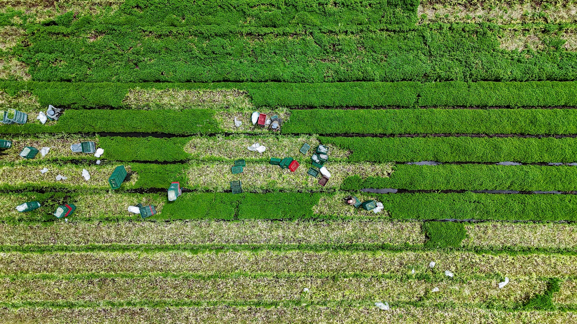Drone shot of workers harvesting fresh herbs across green rows with crates scattered in the field.